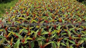 cây giống hoa mào gà
cay giong hoa mao ga