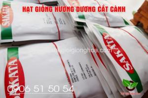 huong duong sakata
hat giong huong duong cat canh
hat giong hoa huong duong sakata