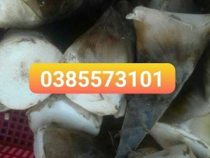 Măng tre tươi nguyên cây măng mạnh tông