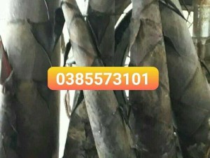 Măng tre tươi nguyên cây măng mạnh tông