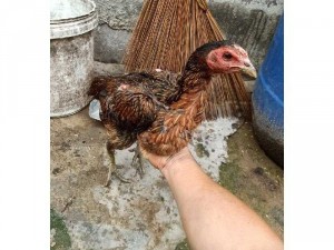 Bán gà mái đòn - Mái chọi gà dòng