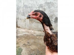 Bán gà mái đòn - Mái chọi gà dòng