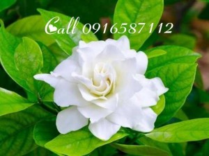 Bán hoa lài tươi - Fresh Jasmin