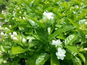Bán hoa lài tươi - Fresh Jasmin