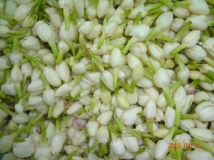 Bán hoa lài tươi - Fresh Jasmin