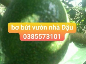 Bán bơ bút vườn nhà Dậu