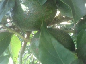 Bán bơ bút vườn nhà Dậu