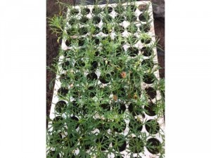 Cúc họa mi giống vỉ 112 cây