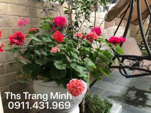 Chuyên cung cấp cây giống Phong Lữ Thảo rủ