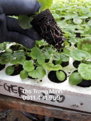 Chuyên cung cấp cây giống Phong Lữ Thảo rủ