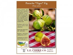 Sung Mỹ Panache - Panache fig