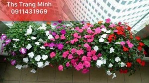 Cây giống hoa Ngọc Thảo