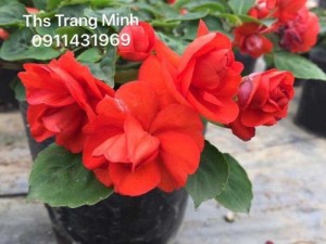 Cây giống hoa Ngọc Thảo