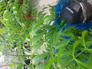 Cây cóc Thái nhỏ