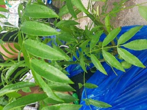 Cây cóc Thái nhỏ
