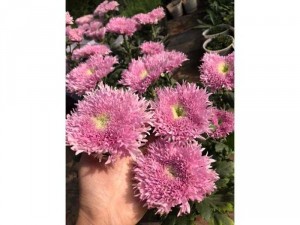 Cúc Pink Teddy - Cúc Gấu Bông