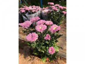 Cúc Pink Teddy - Cúc Gấu Bông