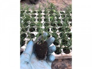 Hương thảo vỉ 112 cây