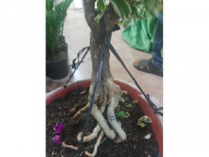 Bông giấy cẩm thạch 2 màu