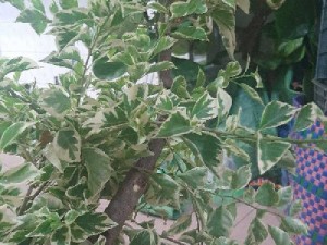 Bông giấy cẩm thạch 2 màu