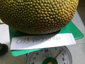 Mít chín cây Vườn nhà Dậu