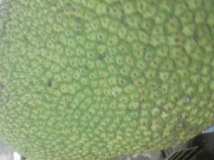 Mít chín cây Vườn nhà Dậu