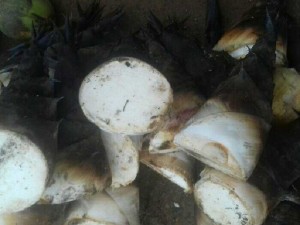 Măng Mạnh Tông- Măng Bát Độ Vườn nhà Dậu