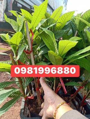Cung cấp cây Hồng Xiêm Ruột Đỏ Khổng Lồ