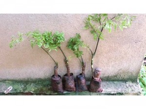 Phần mầm lên cao khoảng ng 15-20cm
