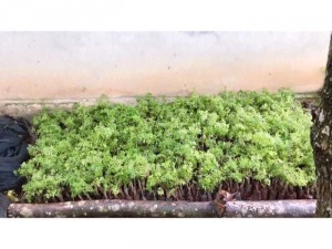 Cây đinh lăng nếp ( lá nhỏ) đã ươm bầu