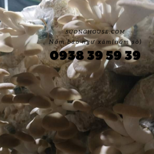Nấm bào ngư trắng (Nấm sò trắng) TPHCM