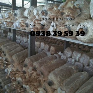Nấm bào ngư trắng (Nấm sò trắng) TPHCM
