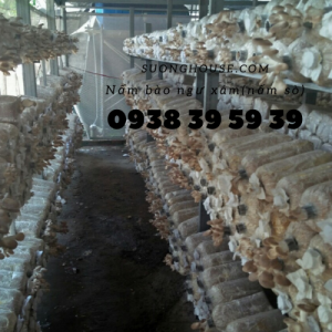 Nấm bào ngư trắng (Nấm sò trắng) TPHCM