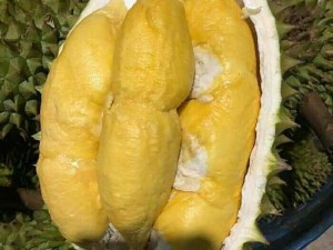 Bán sầu riêng r6 chín rụng