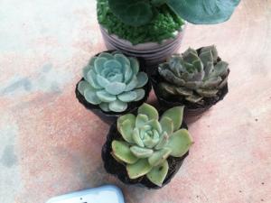Bán sỉ lẻ hoa sen đá