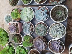 Bán sỉ lẻ hoa sen đá