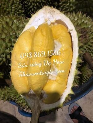 sầu riêng Ri 6. Sầu riêng Đạ Hoai 093 869 1586