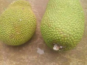 Ban mít thái chín cây nhà vườn