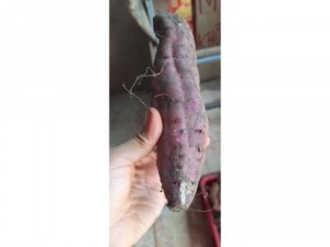 Khoai lang mật ngon loại lớn 1 ký