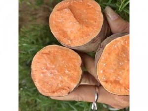 Khoai lang mật ngon loại nhỏ 1 ký