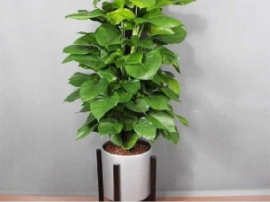 Cây văn phòng các loại