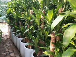 Phát tài , thiết mộc lan