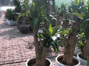Phát tài , thiết mộc lan