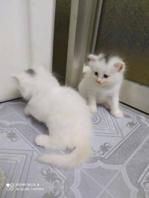 Tìm chủ mới 3 bé Mèo Anh Lông Dài mắt 2 màu Xanh& Nâu