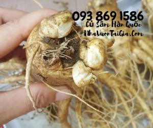 Mua Nhân Sâm củ Gọi 093 869 1586 Sâm Tươi Hàn Quốc 3 củ 1kg - Mua sâm tươi Hàn Quốc TPHCM -
