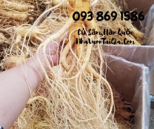 • Mua sâm tươi Hàn Quốc TPHCM -giá Nhân sâm Hàn Quốc - gọi 093 869 1586