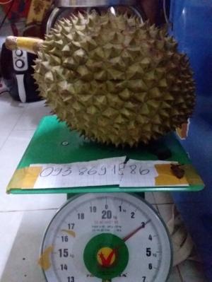 Mua Sầu riêng rụng sầu riêng Ri6 TPHCM 093 8691586
Thùng 10kg giá 750.000đ