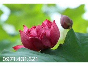 Sen mini đỏ - Sen huyết