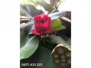 Sen mini đỏ - Sen huyết