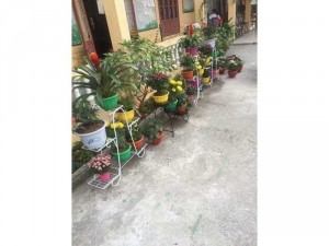 Kệ cây 6 tầng-miễn phí giao hàng Đà Nẵng